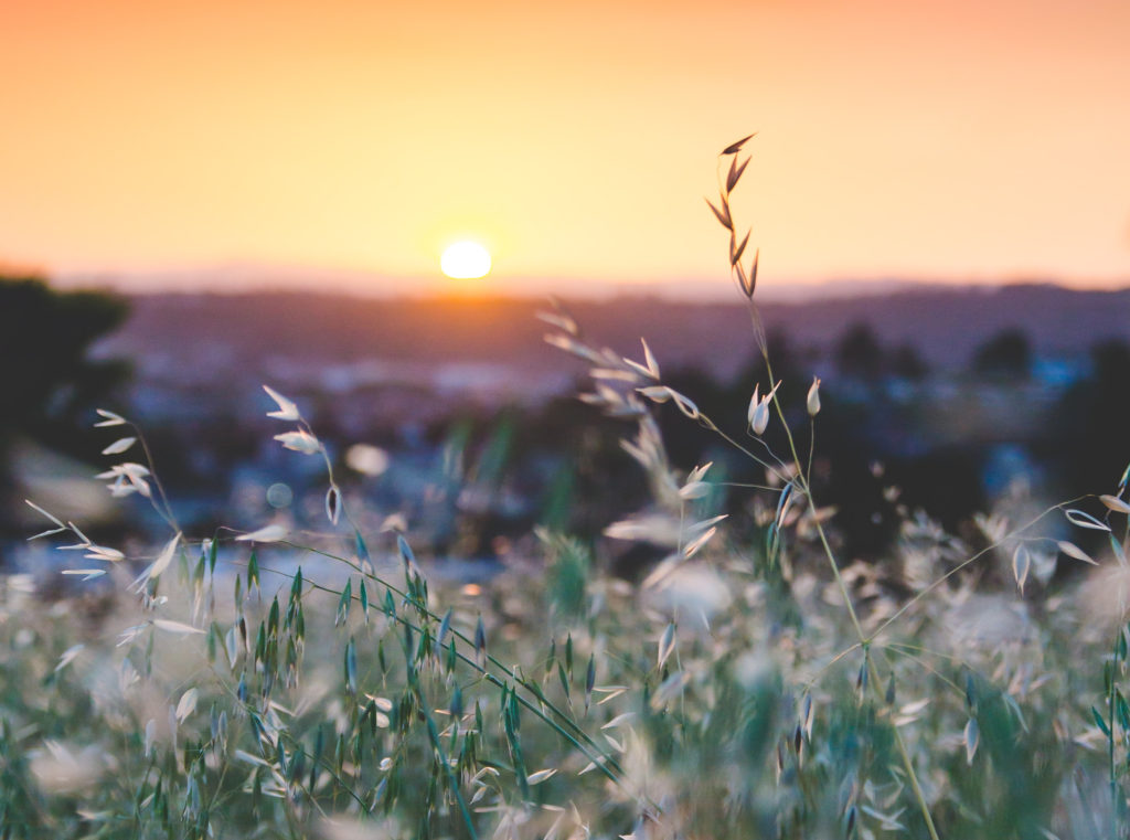 Sunset Kadymindsetcoach kadymindsetcoach flowers